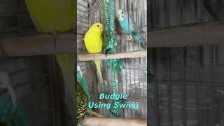 Happy Singing amp Eating Parakeet Budgies Birds shorts Reduce Stress of Lonely Quiet Birds [upl. by Thekla]