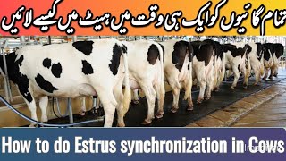 How to do Estrus synchronization in Cattle estrus cycle [upl. by Ybor]