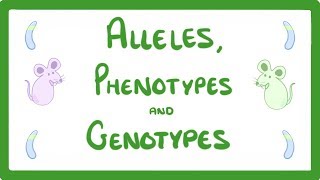 GCSE Biology  DNA Part 2  Alleles  Dominant  Heterozygous  Phenotypes and more 64 [upl. by Ainahtan]