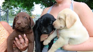 Adorable Labrador Retriever Puppies [upl. by Koenig585]