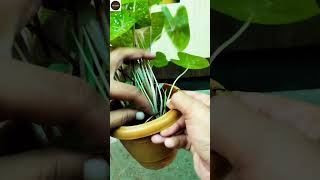 Caladium plant care and propagation shorts youtubeshorts [upl. by Awra]