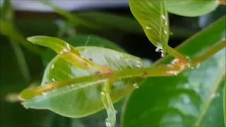 Using Aphidius Colemani to control aphids underglass [upl. by Namus]