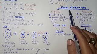 Ascomycota Life Cycle  Federal amp KPK Board  Class 11 Biology [upl. by Dranik]