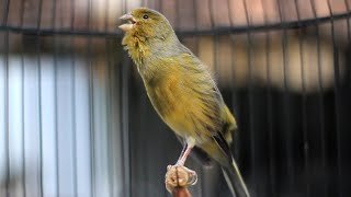 POWERFUL CANARY SONGS FOR YOUR CANARY TRAINING [upl. by Cornish]