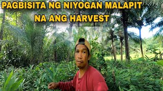 update sa niyogan malapit Na ang harvest [upl. by Iz]