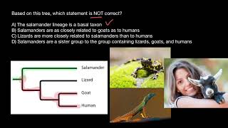 How to Analyze Phylogenic Trees [upl. by Aihtnys567]