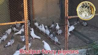 Risalpur Fancy Pigeons Champion and Unique Pigeon in my loft [upl. by Ralli]