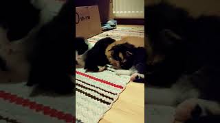 Hello 🐾 we are 3 weeks old kittens catshorts [upl. by Adnale]