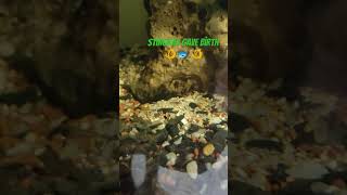 stingray gave birth aquarium fishing fish [upl. by Coulombe]