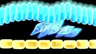 FORMATION OF INTRA EMBRYONIC MESODERM [upl. by Norling977]