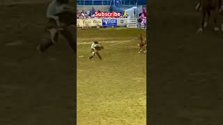 subscribe tiedown roping☺️recommended in USA 🇺🇸 viralshort rodeo rodeo fans [upl. by Alicec]