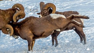 Bighorn Headbutting Battle in Canadas Rockies [upl. by Namyh]