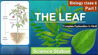 THE LEAF  ICSE BIOLOGY CLASS 6  BIOLOGY CLASS 6 CHAPTER 1 [upl. by Assilana169]