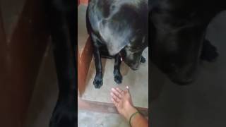 Lab dog training part 3doglover my dogsubscribe shorts share funny views plzsubscribe 🐶🐶🐶🐶 [upl. by Ogaitnas]