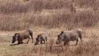 Lioness Hunting Warthog  A Real Life Nala Trying to Kill Pumba For Lunch [upl. by Aramad]