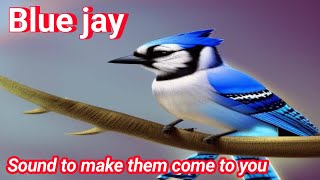 Blue jay Sound to make them come to you  American Bird [upl. by Mag]