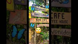 Visit El Salvador to see the most beautiful butterflies viralvideo elsalvador nature [upl. by Dripps]