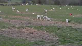 Lambs going mental Gambolling and jumping [upl. by Annoyi]