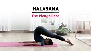 Halasana  Plow Yoga Pose  Steps  Benefits  Yogic Fitness [upl. by Eciralc119]