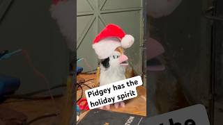 My Pidgey animatronic is feeling festive pokemon animatronic 3dprinting christmas holidays [upl. by Ycrad237]