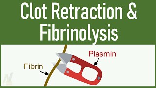 Clot Retraction amp Fibrinolysis [upl. by Arodal]