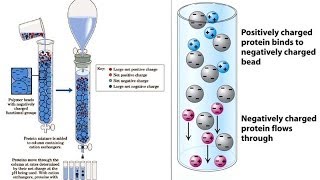 Ion exchange chromatography [upl. by Amal]