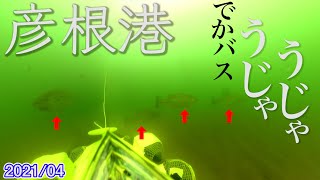 【見ると得する】琵琶湖の彦根港の水中映像。ストラクチャー多数！バスの濃いエリアもわかりました。琵琶湖でオカッパリでバス釣りする人必見！ [upl. by Leahcimdivad]