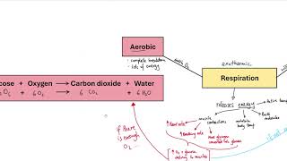 GCSE Biology  B9 Respiration OVERVIEW [upl. by Maddeu]