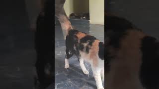 Sunday Best funny video catfunny video trendingshorts [upl. by Terces]