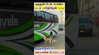 அடிபட்ட நாய்குட்டியை  அம்மாவின் போராட்டம்  tamilachi90 [upl. by Wainwright]