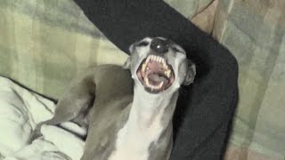 Italian Greyhound SNEEZING Sneezy Dog [upl. by Walling440]