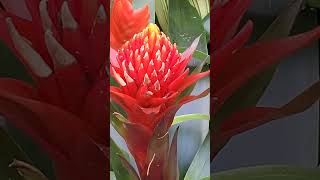 I am Happy in Shade Bromeliad Flower flowers youtubeshorts gardentricks [upl. by Tutto88]