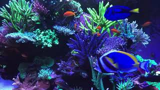 🐟 Coral Reef Aquarium Fish Tank with Water Sound  Tropical Fish Screensaver 10 Hours [upl. by Gilbye]