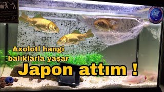 Axolotl Akvaryumuna Japon Attım  Axolotl Hangi Balıklarla Yaşar [upl. by Jenelle]