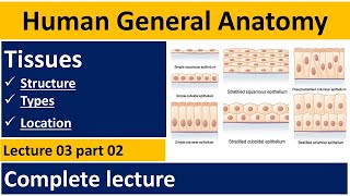 What are Tissue Tissue of human body  Human Anatomy Lectures  Tissues In Urdu  BSN Lectures [upl. by Yelnikcm]