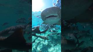 Shark feeding at Shark Ray Alley belize shorts [upl. by Gabbie778]