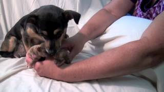 Newborn Chihuahua Puppies For Sale [upl. by Mickey]