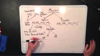 Cardiac Murmurs for USMLE Step 1 [upl. by Nangatrad86]