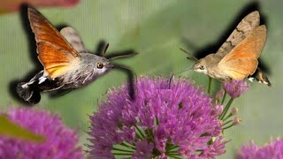 HummingbirdHawkmoths as PETS Macroglossum stellatarum [upl. by Esikram]