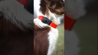 MiniFinder Atto Pro  GPS Tracker for all animals [upl. by Gabbert]