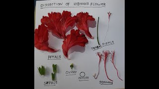 DISSECTION OF HIBISCUS FLOWER  Hibiscus rosasinesis  China Rose [upl. by Cailean548]