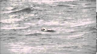 Longtailed Duck dive  Nov 15 2015  Ballona Creek [upl. by Ahtnama987]