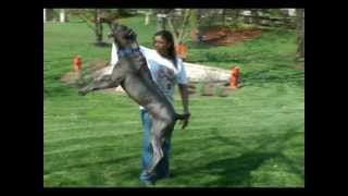 Cane Corso Jumping [upl. by Brier287]