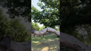 Il monumento verde della Val d’Orcia la Quercia delle Checche [upl. by Niad]