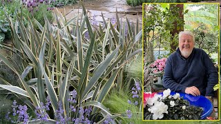 PHORMIUM LIN DE NOUVELLEZÉLANDE SUPERBE TOUFFE DE FEUILLES COLORÉES… Le Quotidien du Jardin N°298 [upl. by Anaujait]