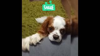 Double trick cavalier king Charles spaniel [upl. by Ailekahs]