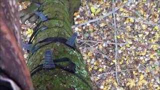 Ohio Rut Nov 6 hunt video Bullman Outdoors [upl. by Llejk]