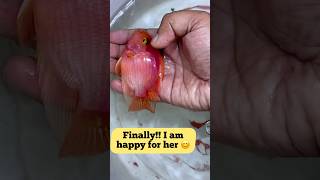 I saved my Parrot fish A big relief and lesson learned❤️🔥👍fish fishlover parrotfish fishtank [upl. by Sunday]