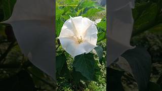 Epipetalous Condition in Solanaceae Family Datura Plant Epipetalous Condition stamen datura [upl. by Leviralc]