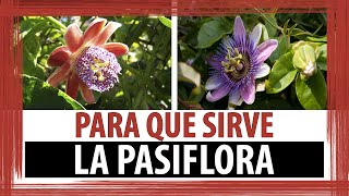 ✅🔴PARA QUE SIRVE LA PASIFLORA  PROPIEDADES Y BENEFICIOS DE LA PASIFLORA [upl. by Kirsch]